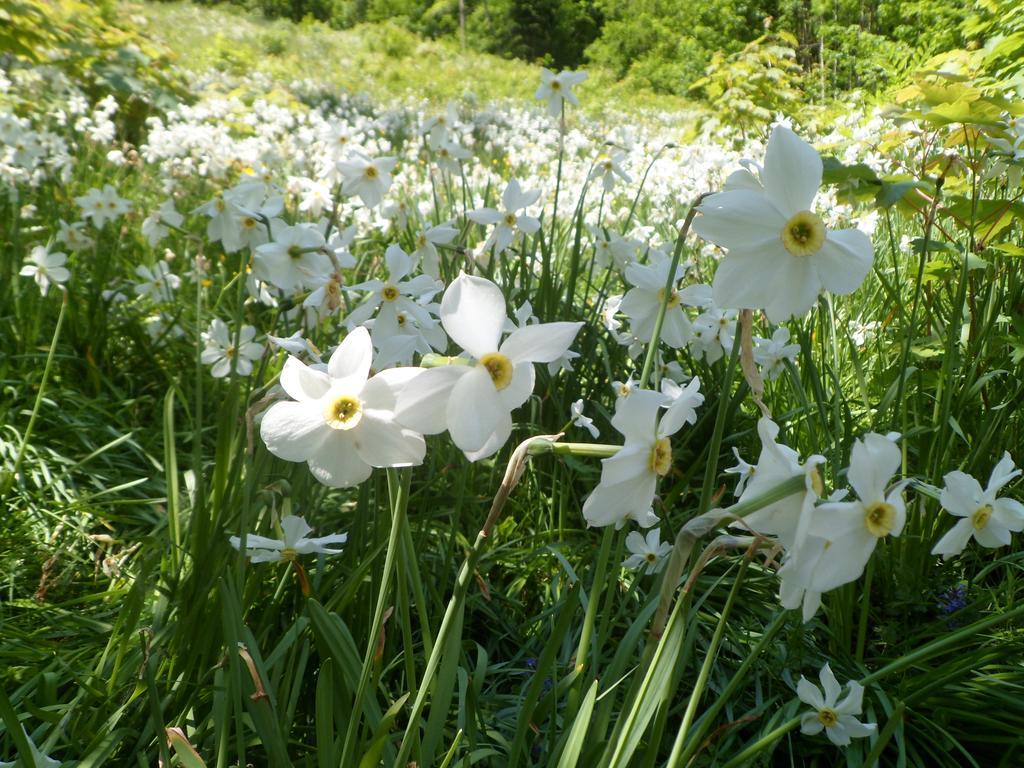 Pension Gruenauhof Grünau im Almtal エクステリア 写真